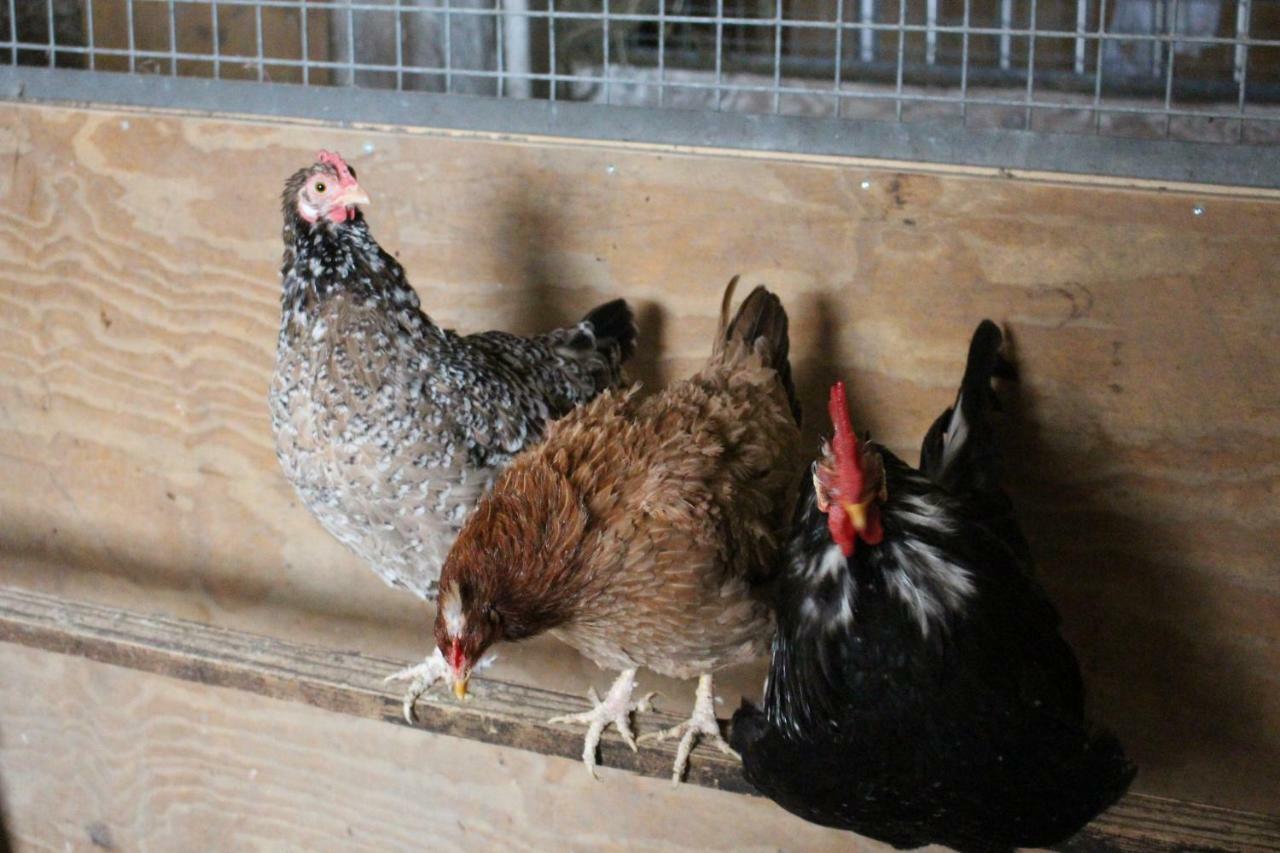 Ferienwohnung Am Bauernhof Zechner Heidi Flattach Bagian luar foto